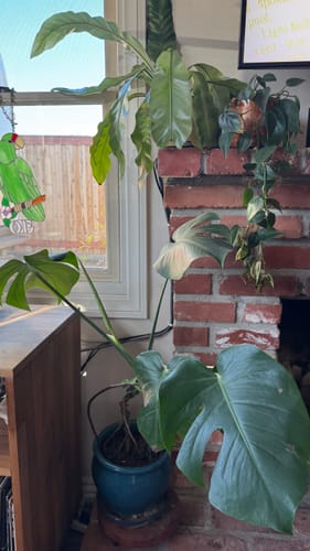 Reviewer's large houseplants, including a Monstera and fern, shown thriving after using the Plant Food.