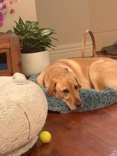 Customer's large dog rests its head on a small teal Calming Pet Bed on a wooden floor.