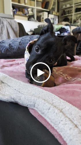 Customer video review of Smoked Beef Marrow Bone