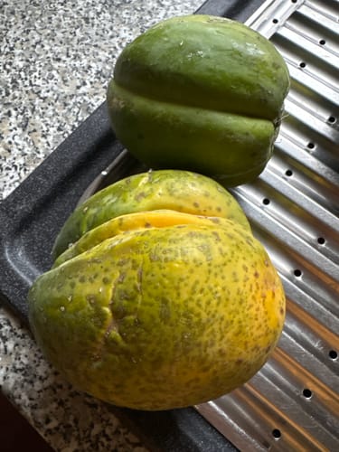 Rezensent zeigt zwei Bio-Papayas, eine grüne und eine gesprenkelte, die zum Nachreifen auf einem Abtropfbrett liegen.