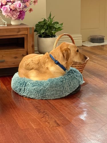 Customer's large dog curled up and fitting into a small, plush teal Calming Pet Bed.