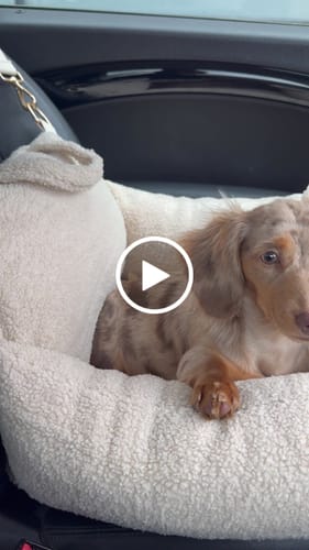 Customer video review of Hazelnut | The Cosy Car Seat