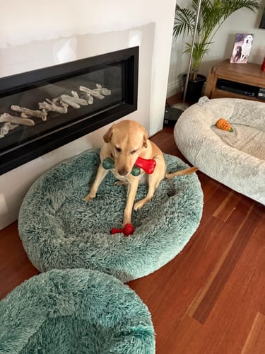 Customer's dog with a toy, sitting in a plush teal Calming Pet Bed with two other beds nearby.