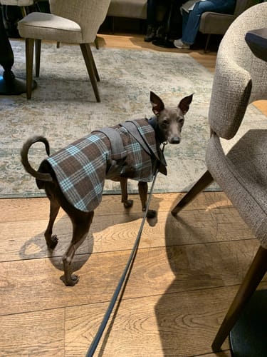 Customer photo review of Sherlock Warm Plaid Jacket --Blue/Grey