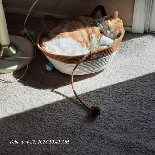 Customer photo review of Instinct Basket | Meet the first research-backed natural territory for indoor cats