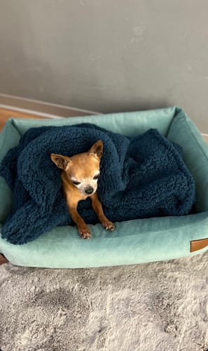 Customer photo review of Basic Orthopedic Pet Bed - Blue Velour