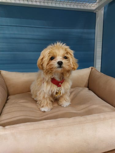 Customer photo review of Basic Orthopedic Pet Bed - Beige Velour