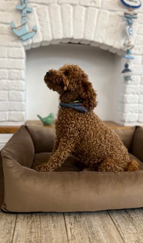 Customer photo review of Basic Orthopedic Pet Bed - Brown Velour