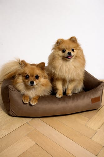 Customer photo review of Basic Orthopedic Pet Bed - Brown Velour