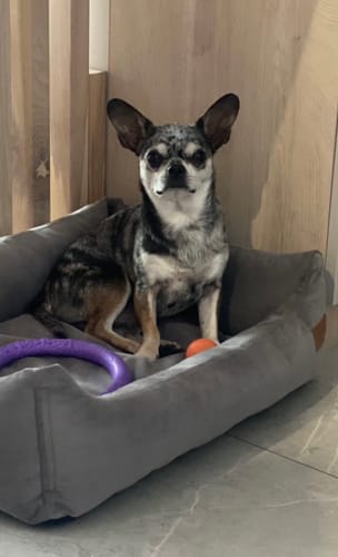 Customer photo review of Basic Orthopedic Pet Bed - Gray Velour