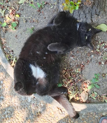 Avis photo d'un client sur Croquettes Chat Stérilisé Sans Céréales - Poulet