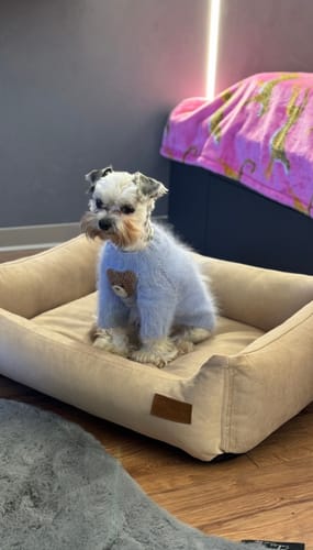 Customer photo review of Basic Orthopedic Pet Bed - Beige Velour