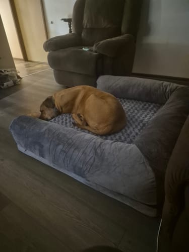 A customer's dog curled up on the grey, plush Pet Sofa Bed in a living room.
