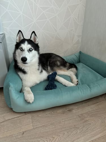 Customer photo review of Basic Orthopedic Pet Bed - Blue Velour