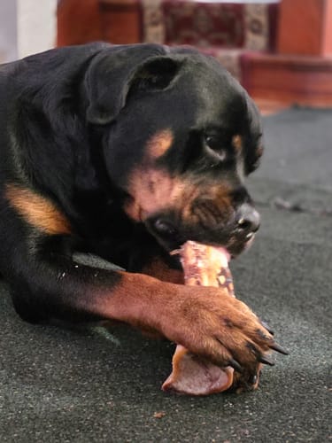 Customer's Rottweiler lies on the floor, holding a Smoked Beef Marrow Bone with its paw while chewing.