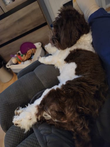 Customer's fluffy brown-and-white dog resting on a person's lap in a chair.