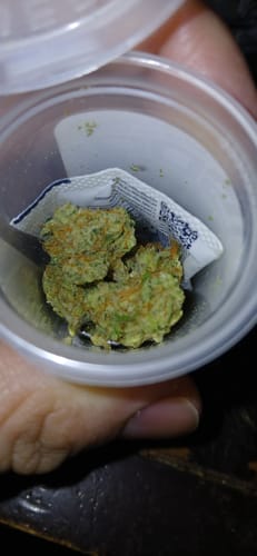 Customer photo review of Stardawg