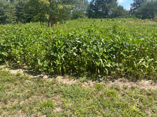 Customer photo review of Summer Bulk