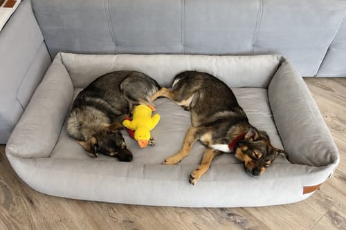 Customer photo review of Basic Orthopedic Pet Bed - Gray Velour