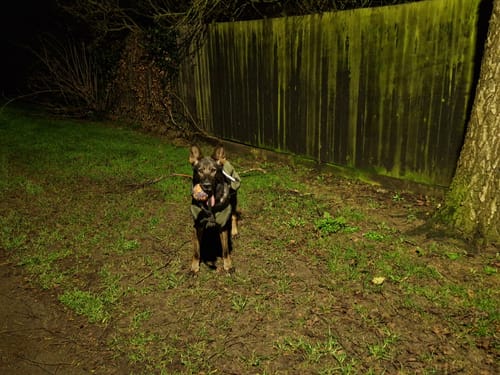 Customer photo review of 3-in-1 Dog Coat