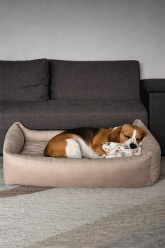 Customer photo review of Basic Orthopedic Pet Bed - Beige Velour