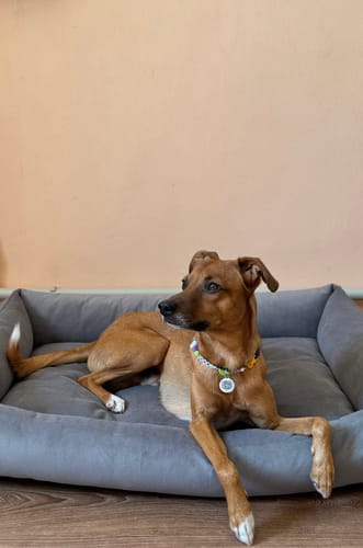 Customer photo review of Basic Orthopedic Pet Bed - Gray Velour