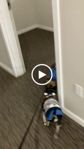 Customer video review of 1-TDC ORAL HEALTH + MOBILITY SUPPORT FOR DOGS & CATS 2 Bottles (240 soft gels)