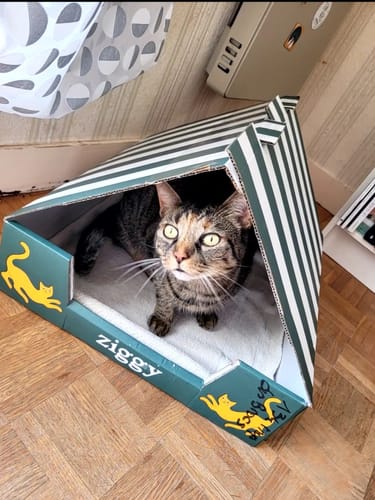 Le chat d'un client dans la maisonnette en carton faite avec l'emballage des croquettes Ziggy.