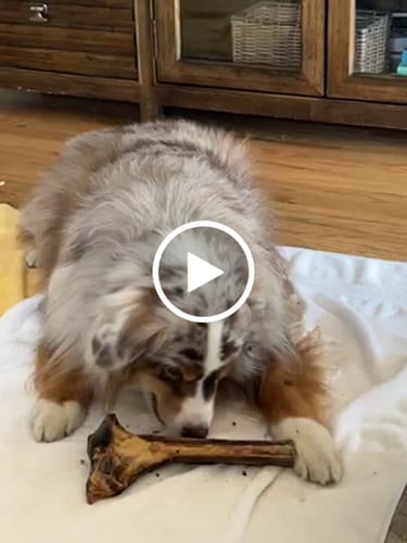 Customer video review of Large Ostrich Cane (11.5" x 5"): The Ultimate Long-Lasting Chew for Medium, Large & XL Dogs