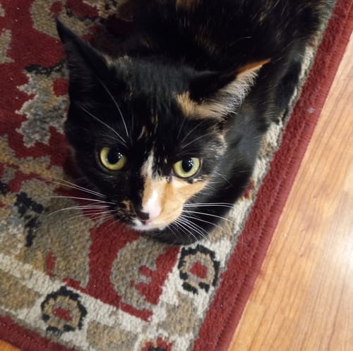 Customer photo review of 2x Blisso Advanced Cat Probiotic | Cat Probiotic for Diarrhea & Kidney Support