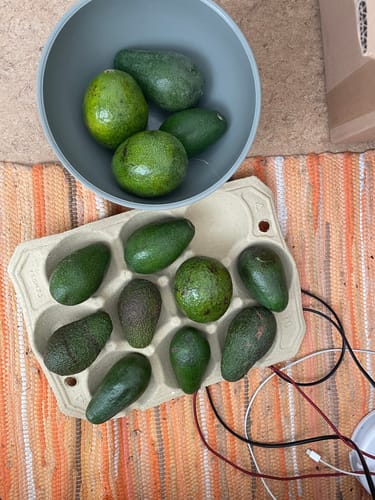 Kunde zeigt den Avocado-Mix von Julian mit verschiedenen grünen Avocados in einer Schale und einem Karton.