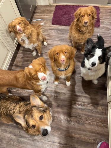 Customer photo review of 1-TDC Oral Health + Mobility Support for Dogs