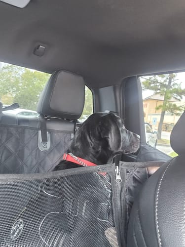 Customer's black Labrador Retriever in a car, with a partial view of the Team K9 Dog Harness.