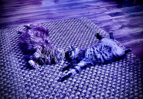 Customer photo review of 3 Month Supply - 2 Cats