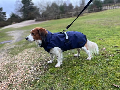 Customer photo review of 3-in-1 Dog Coat