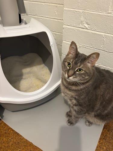 Customer photo review of Fit Litter PLUS - 1 month supply - 1 cat