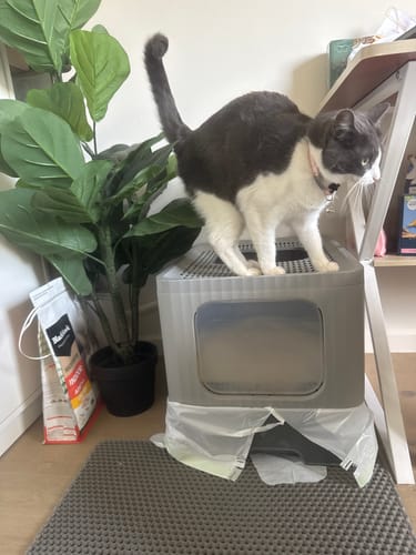 Customer photo review of 1 Month Supply – 2 Cat