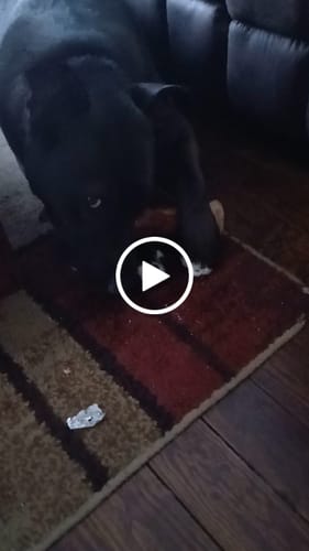 Customer video review of Smoked Beef Marrow Bone