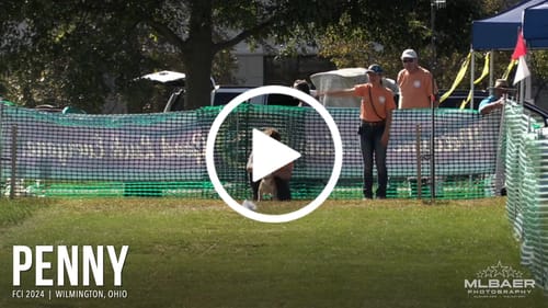 Customer video review of 1-TDC Oral Health + Mobility Support for Cats & Dogs 4 Bottles (480 soft gels)