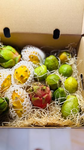 Ein Kunde zeigt seine Lieferbox mit mehreren grünen Guaven und bunten Drachenfrüchten.