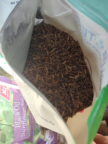 Customer photo review of GrubTerra Dried Black Soldier Fly Larvae 10lb.
