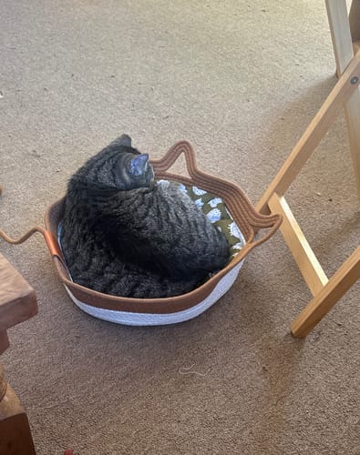 Customer photo review of Instinct Basket | Handwoven & Chemical-Free Cat Territory (Voted #1 Basket By 5,000+ Cat Families)