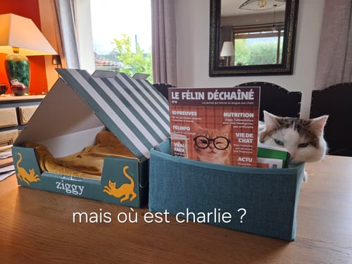 Le Magazine Ziggy d'un client, derrière lequel se cache un chat curieux sur une table.
