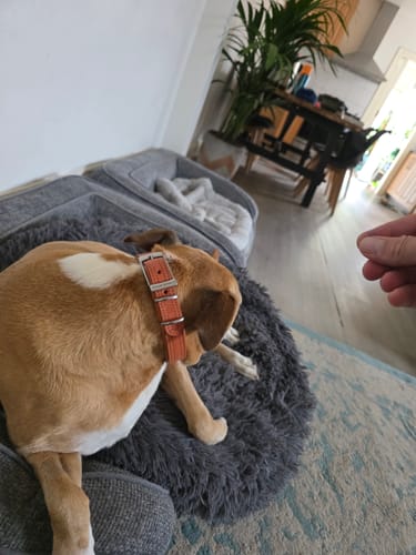 Customer photo review of Hand Made Leather Dog Collar - Tuscan Orange (Slim Fit)