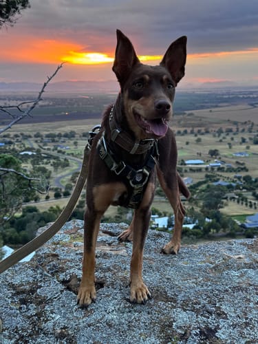 Customer photo review of SUPATUFF® Dog Harness Camo (Slim Fit)