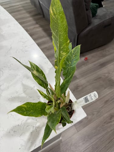 Reviewer's Philodendron ‘Ring of Fire’ plant with variegated green and yellow leaves, seen from above on a countertop.