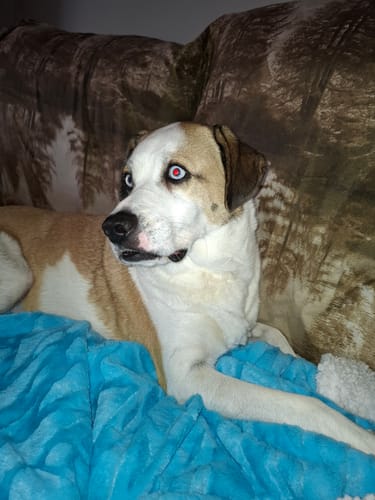 Customer photo review of Grain Free Adult Duck & Rabbit