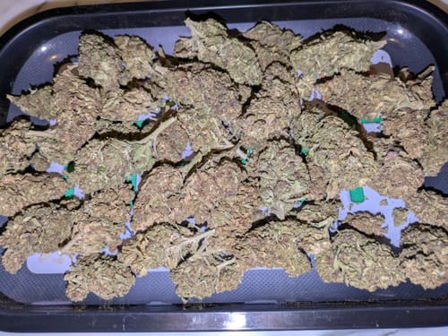 Customer photo review of Berry Pie THCA Flower LB