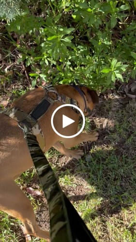 Customer video review of Dog Leash - SupaTuff® Camo Heavy Duty 60cm