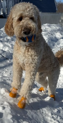 Customer photo review of WagWellies® by wagwear